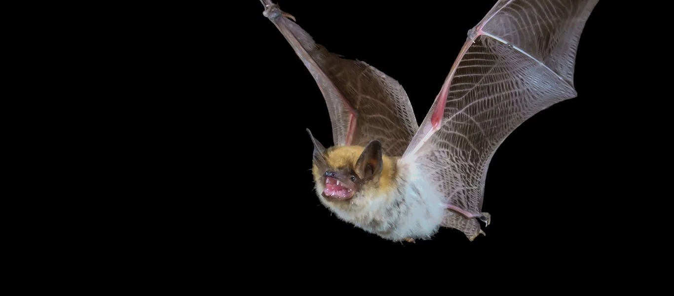 ΗΠΑ: Καθόταν αμέριμνη στη βεράντα της και... την δάγκωσε μια νυχτερίδα - Την έσωσε ο σκύλος της (βίντεο)